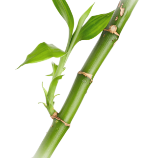 bamboo123rf_L2