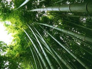 bambuJAPONES